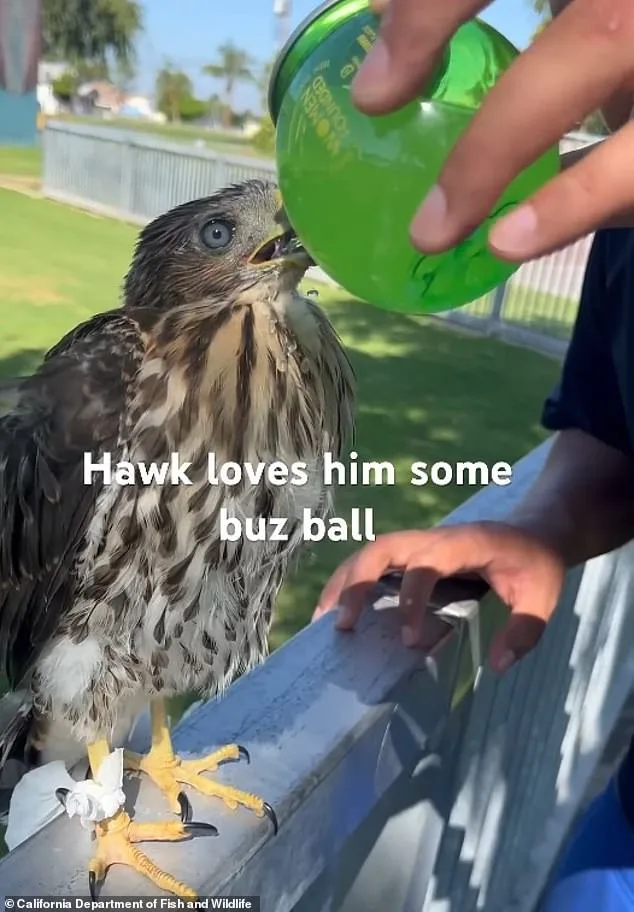 L.A. Man Sentenced for Cruelty to Protected Hawk in Shocking YouTube Video