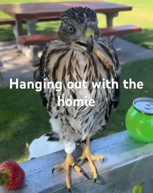 L.A. Man Sentenced for Cruelty to Protected Hawk in Shocking YouTube Video