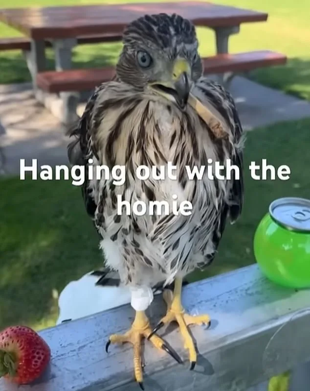 L.A. Man Sentenced for Cruelty to Protected Hawk in Shocking YouTube Video