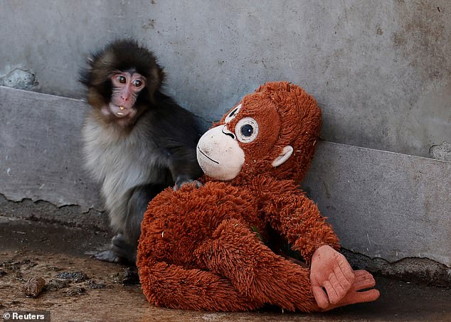 Punch, the Abandoned Baby Macaque Rescued by a Plushie: Viral Image Sparks Global Outcry
