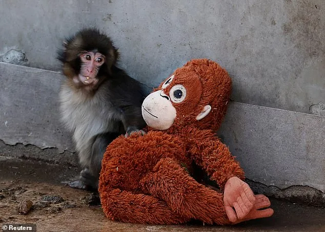 Punch, the Abandoned Baby Macaque Rescued by a Plushie: Viral Image Sparks Global Outcry