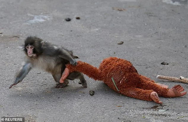 Punch, the Abandoned Baby Macaque Rescued by a Plushie: Viral Image Sparks Global Outcry