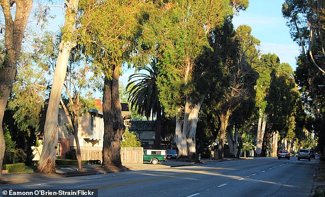 Burlingame Residents Mourn Loss of Historic Eucalyptus Groves Along El Camino Real Amid $173 Million Rehabilitation Project