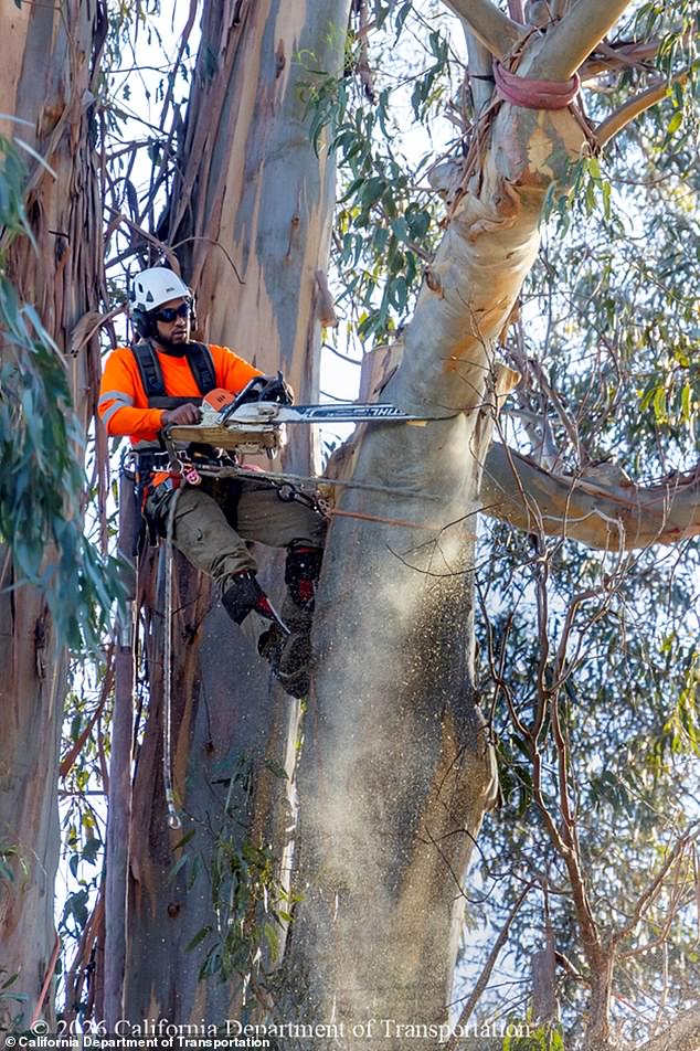 Burlingame Residents Mourn Loss of Historic Eucalyptus Groves Along El Camino Real Amid $173 Million Rehabilitation Project
