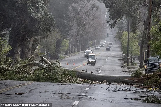 Burlingame Residents Mourn Loss of Historic Eucalyptus Groves Along El Camino Real Amid $173 Million Rehabilitation Project