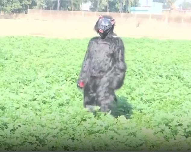 Desperate Farmers in Sambhal District, Uttar Pradesh Dress as Bears to Combat Monkey Invasions