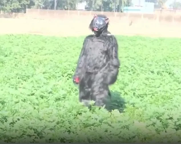 Desperate Farmers in Sambhal District, Uttar Pradesh Dress as Bears to Combat Monkey Invasions