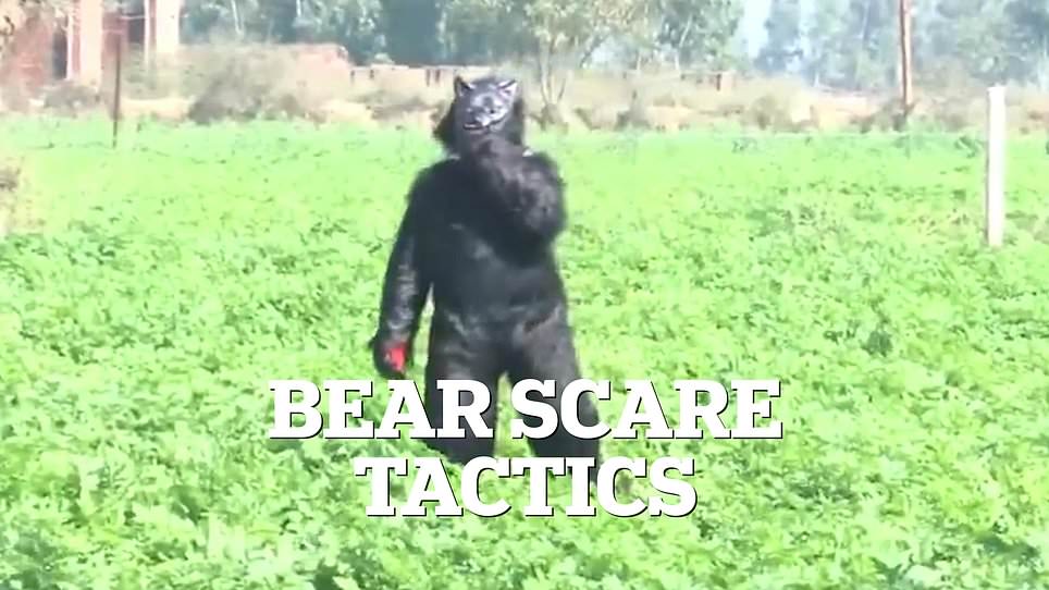 Desperate Farmers in Sambhal District, Uttar Pradesh Dress as Bears to Combat Monkey Invasions