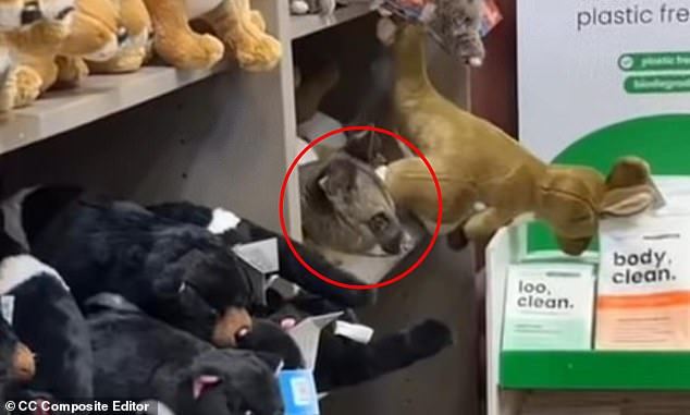 MailOnline Introduces Automatic Facebook Sharing, Raising Privacy and Consent Concerns