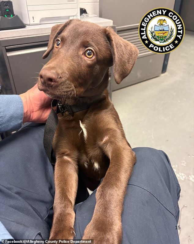 Abandoned Chocolate Labrador Puppy Sparks Outrage at Pittsburgh Airport