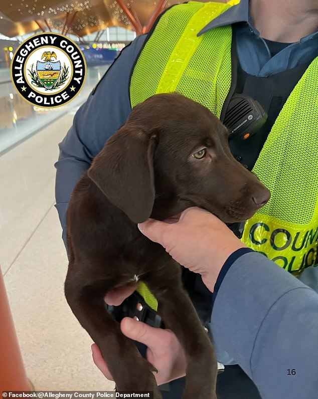 Abandoned Chocolate Labrador Puppy Sparks Outrage at Pittsburgh Airport