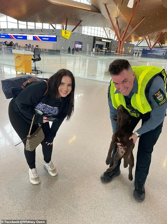 Abandoned Chocolate Labrador Puppy Sparks Outrage at Pittsburgh Airport