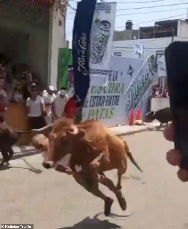 Man Narrowly Escapes Death After Bull Charge at San José Fair in Trujillo, Peru