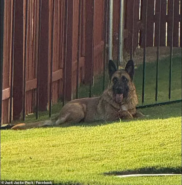 German Shepherd Abandoned in 90-Degree Heat Sparks Rescue Effort in Austin