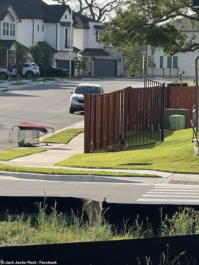 German Shepherd Abandoned in 90-Degree Heat Sparks Rescue Effort in Austin