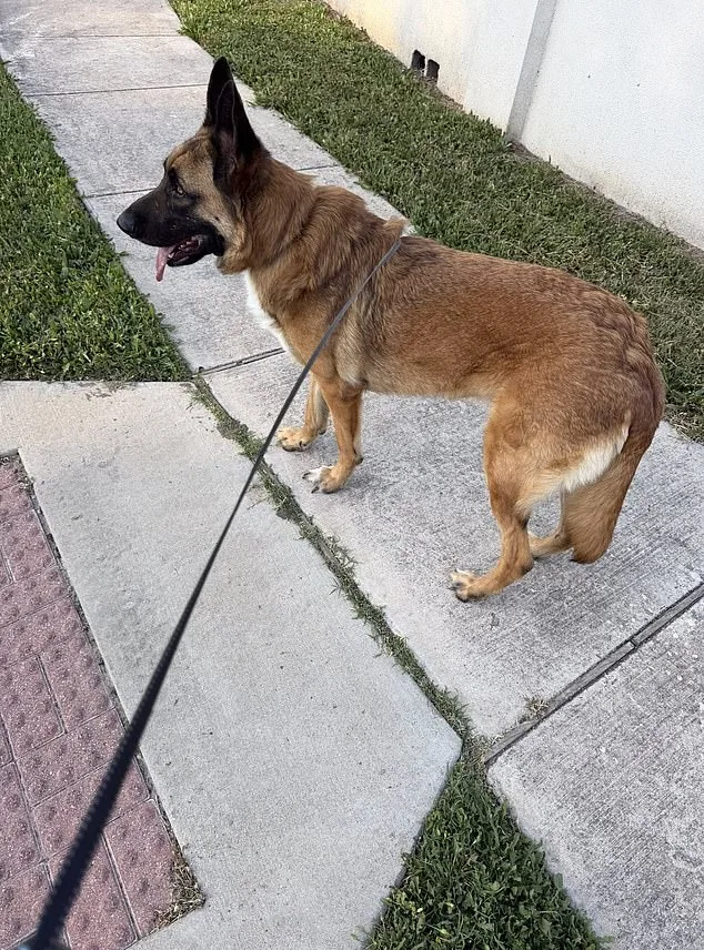 German Shepherd Abandoned in 90-Degree Heat Sparks Rescue Effort in Austin