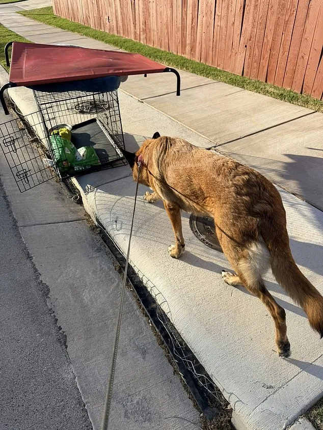 German Shepherd Abandoned in 90-Degree Heat Sparks Rescue Effort in Austin