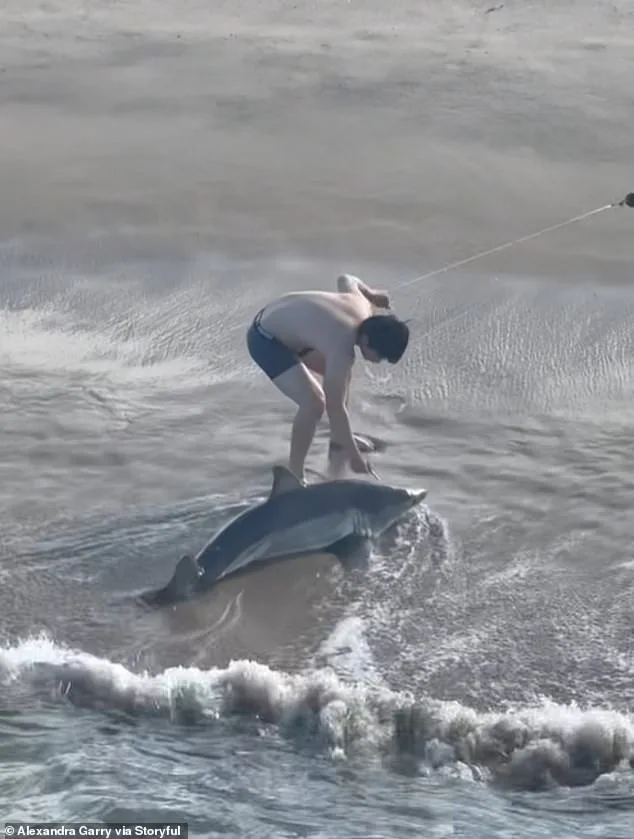 Dramatic Marine Rescue on Hermosa Beach: Young Fisherman Saves Ensnared Great White Shark in Viral Act of Compassion