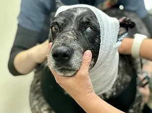 Abandoned in the Desert: How Immigration Policies Leave Pets Behind