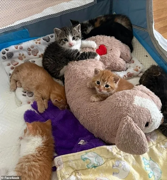 Lowe's Find: Seven Tiny Kittens in Hidden Nursery.