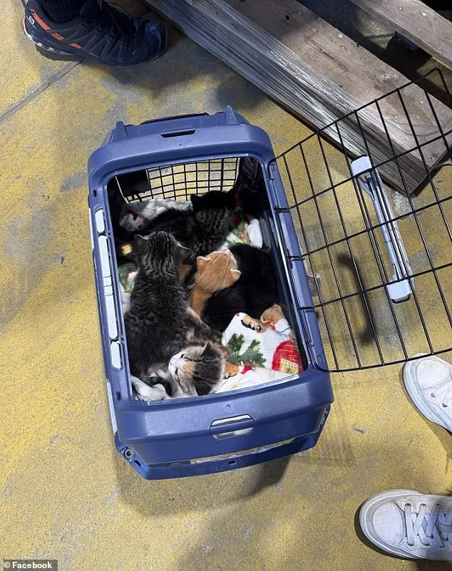 Lowe's Find: Seven Tiny Kittens in Hidden Nursery.