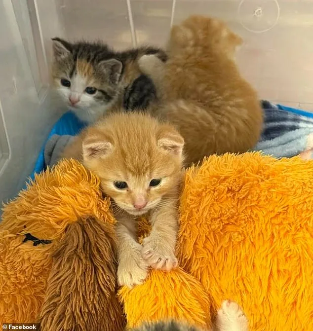 Lowe's Find: Seven Tiny Kittens in Hidden Nursery.