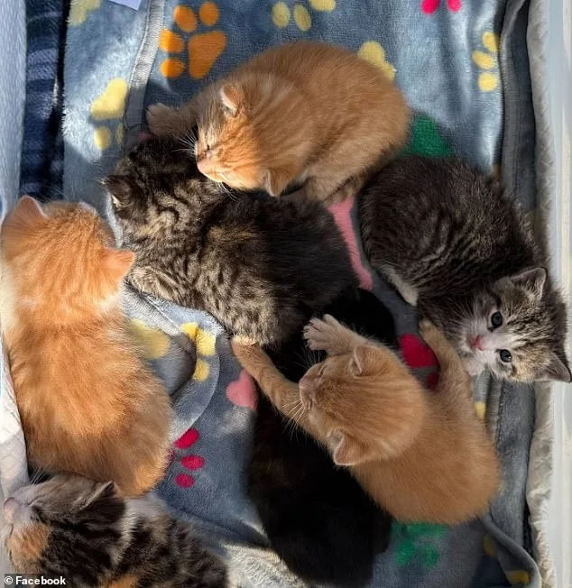Lowe's Find: Seven Tiny Kittens in Hidden Nursery.