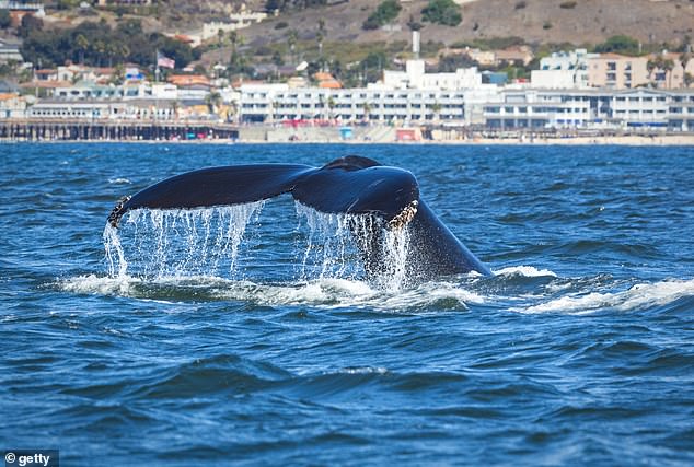 Pismo Beach Reclaims Top Spot as America's Best Beach Town