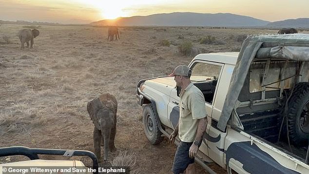 Lost elephant calf reunited with family in heartwarming Kenyan reunion