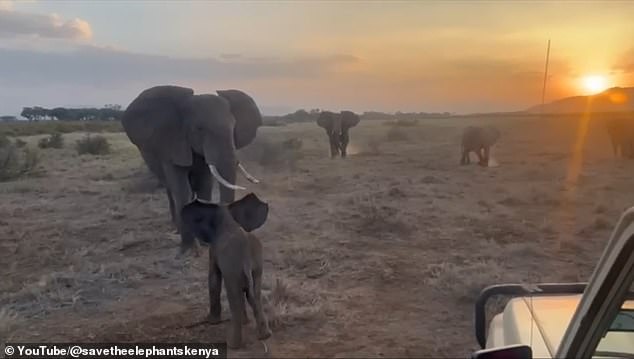 Lost elephant calf reunited with family in heartwarming Kenyan reunion
