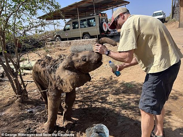 Lost elephant calf reunited with family in heartwarming Kenyan reunion