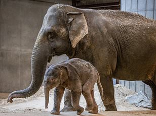 Lost elephant calf reunited with family in heartwarming Kenyan reunion