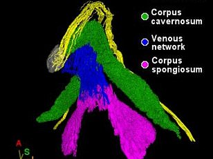 Scientists link female orgasm intensity to emotional connection, not just physical sensation.