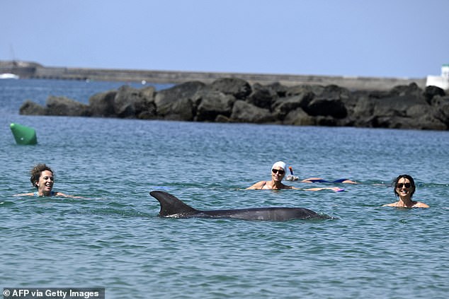 Isolated dolphin swims near French beach despite expert safety warnings.