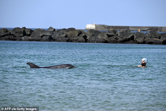 Isolated dolphin swims near French beach despite expert safety warnings.