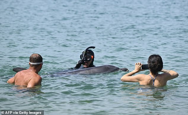 Isolated dolphin swims near French beach despite expert safety warnings.