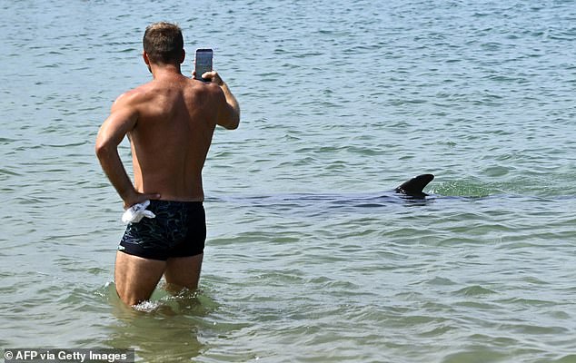 Isolated dolphin swims near French beach despite expert safety warnings.