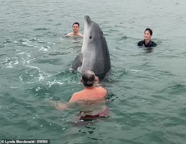 Isolated dolphin swims near French beach despite expert safety warnings.