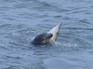Isolated dolphin swims near French beach despite expert safety warnings.
