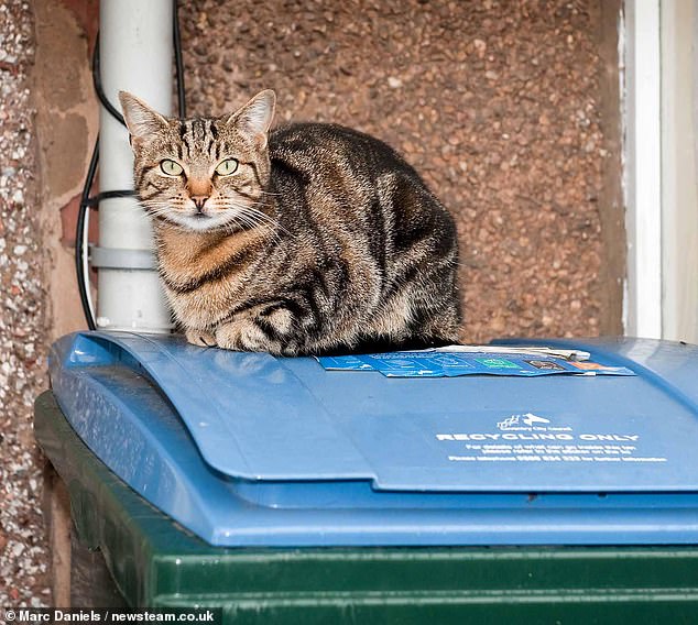 Mary Bale, the Cat Bin Lady, has never recovered from global scorn.