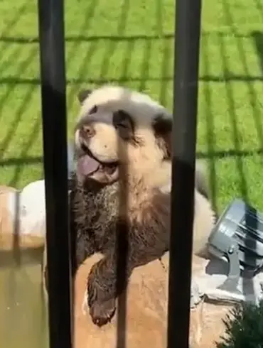 Chinese zoo faces backlash for painting dogs as tigers