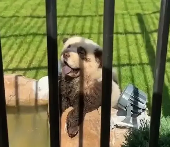 Chinese zoo faces backlash for painting dogs as tigers