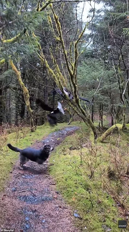 Alaska Hiker Stumbles Upon Rare Sight of Entangled Bald Eagles