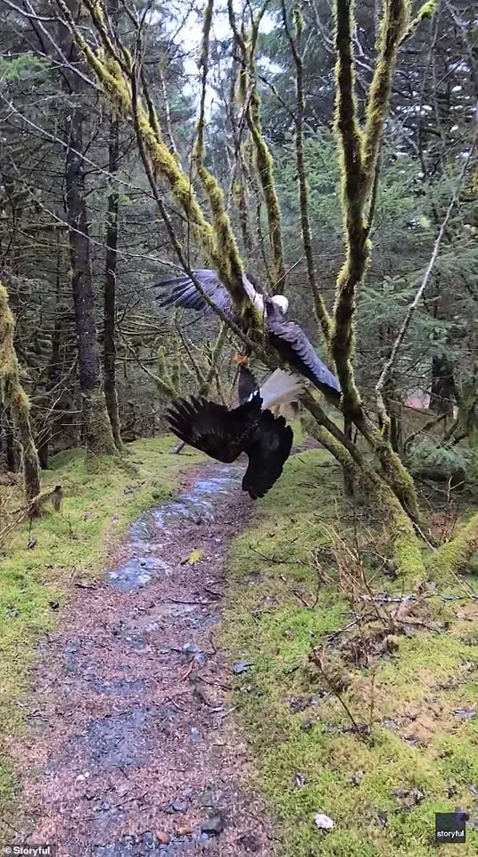 Alaska Hiker Stumbles Upon Rare Sight of Entangled Bald Eagles