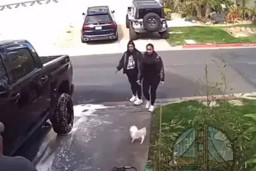 California Dog Attack Sparks Outrage, Investigation