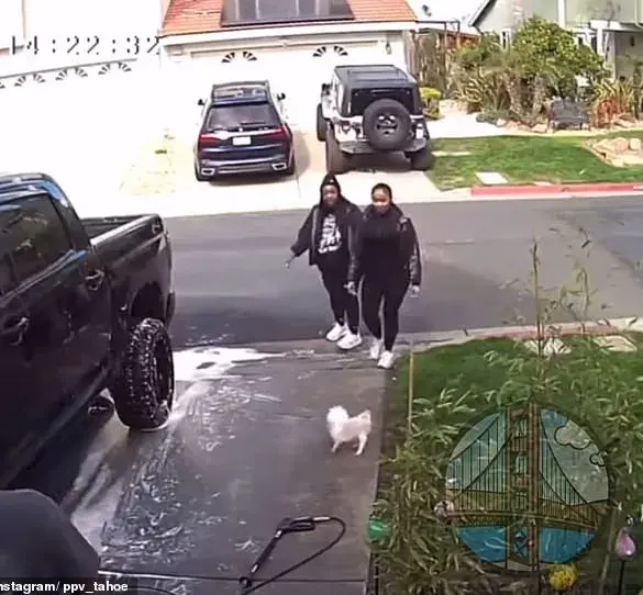 California Dog Attack Sparks Outrage, Investigation