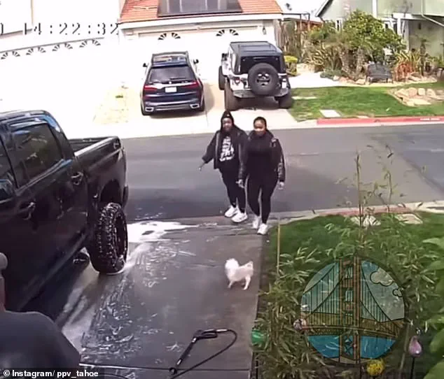 California Dog Attack Sparks Outrage, Investigation