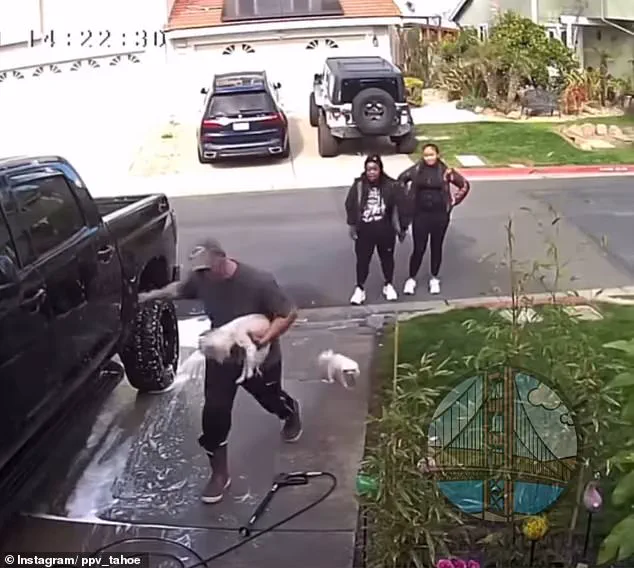 California Dog Attack Sparks Outrage, Investigation