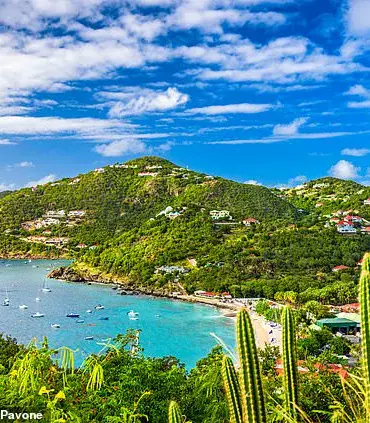 Elon Musk and Ashley St. Clair: A Baby, a Mystery, and a New Year's Eve in St. Barts