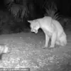 Florida Panther and Opossum: An Unlikely Wild Encounter